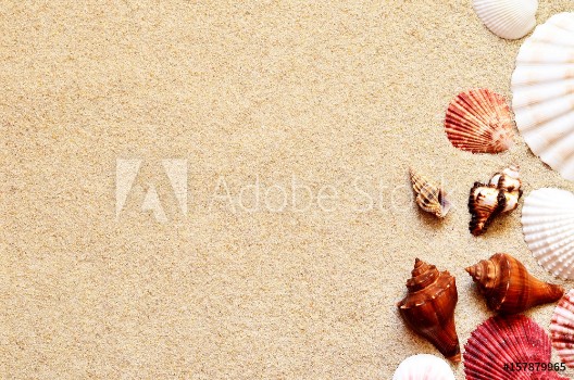 Picture of Sea shells and palm on the sand background Summer beach
